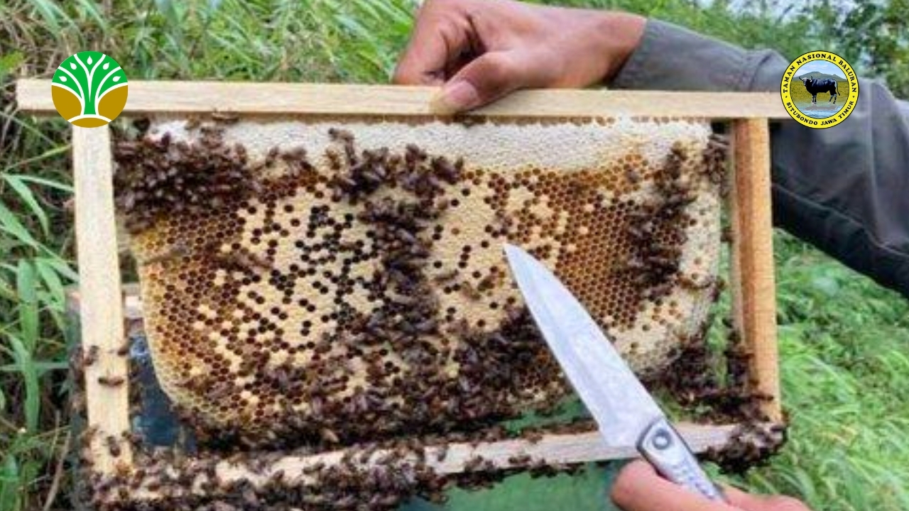 Budidaya Lebah Madu di Pinggir Hutan