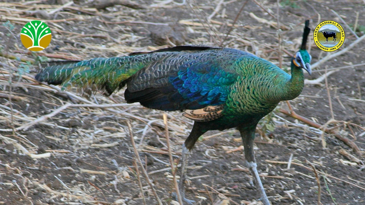 Konservasi Burung Langka Merak Hijau (Pavo muticus) dan Rangkong (Buceros sp.)