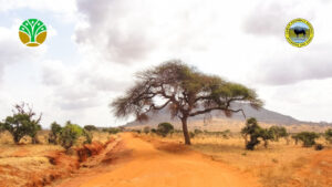 Melihat Savana di Indonesia Tanpa Perlu ke Afrika