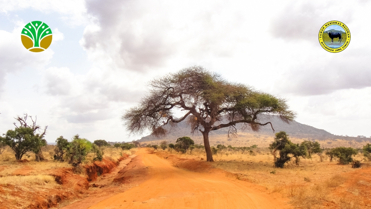 Melihat Savana di Indonesia Tanpa Perlu ke Afrika