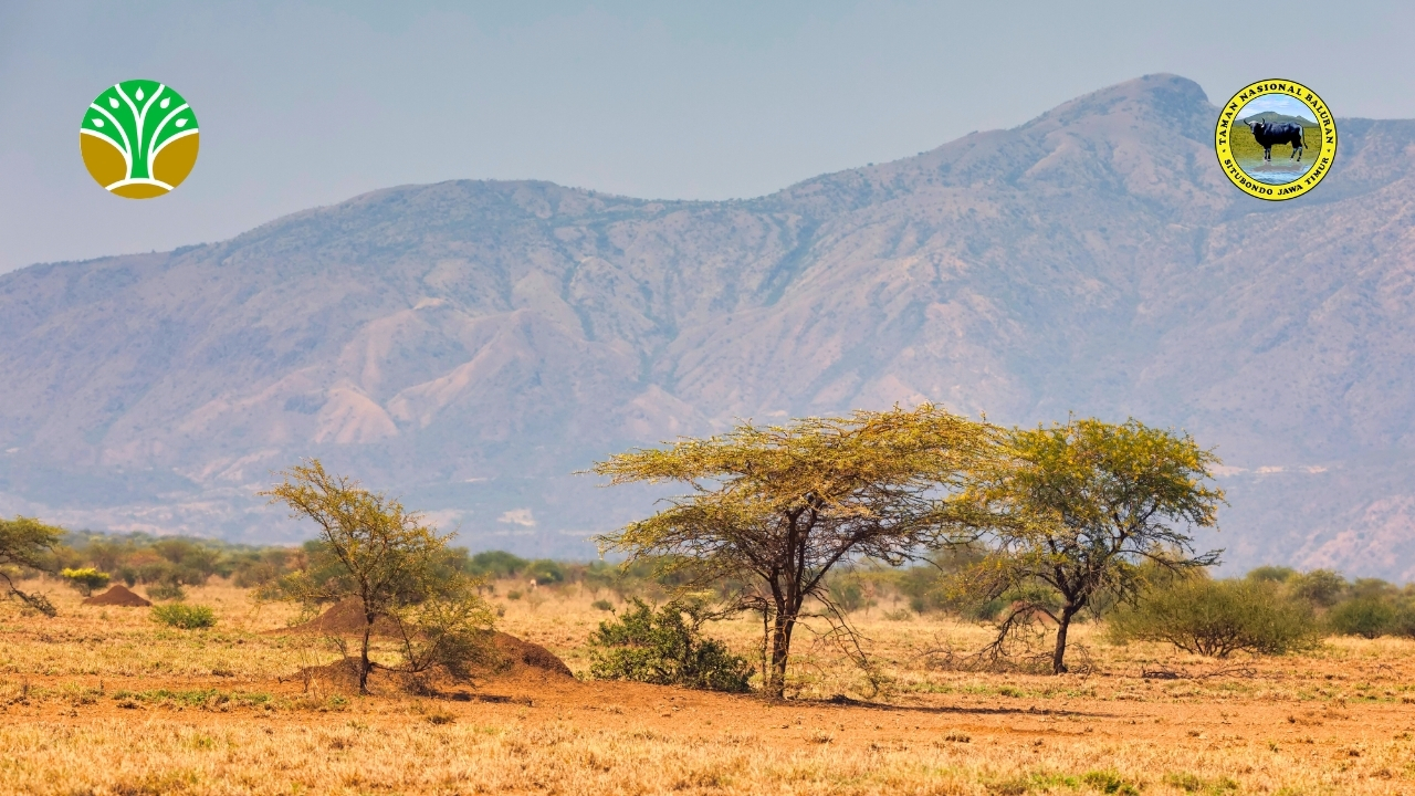 Mengenal Taman Nasional Baluran “Little Africa van Java”